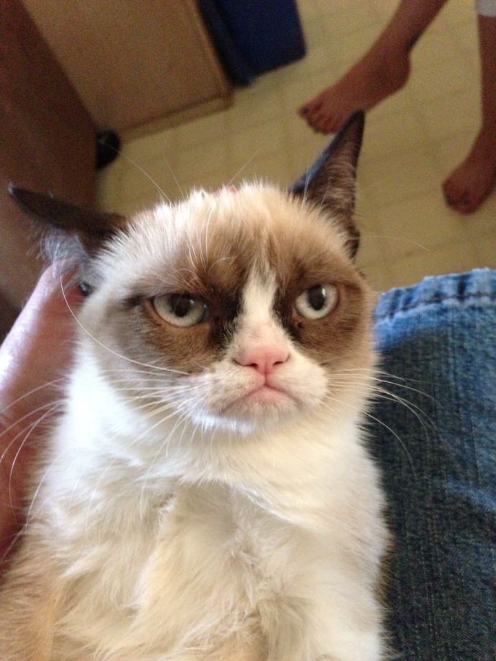 Grumpy Cat Meme, Meaning & History