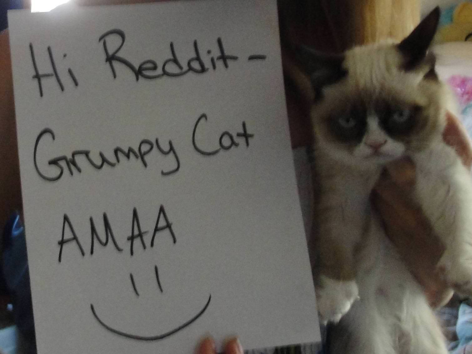 Grumpy Cat AMA on Reddit happening NOW.