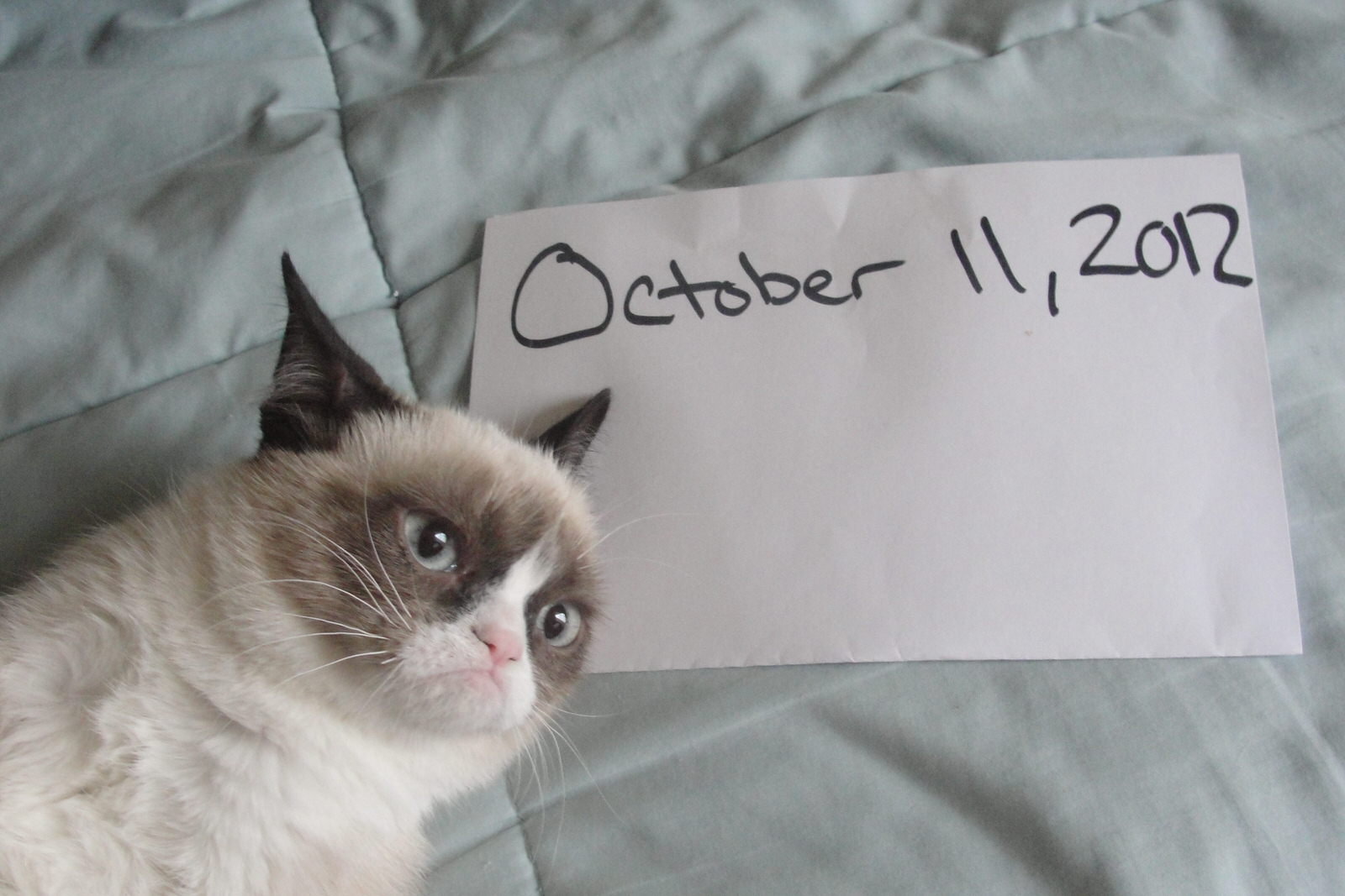 Worst day ever 2. Rocco Day Grumpy. Cat working.