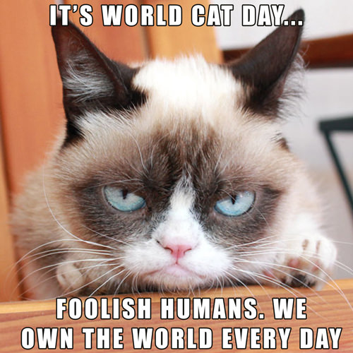 August 8 - World Cat Day