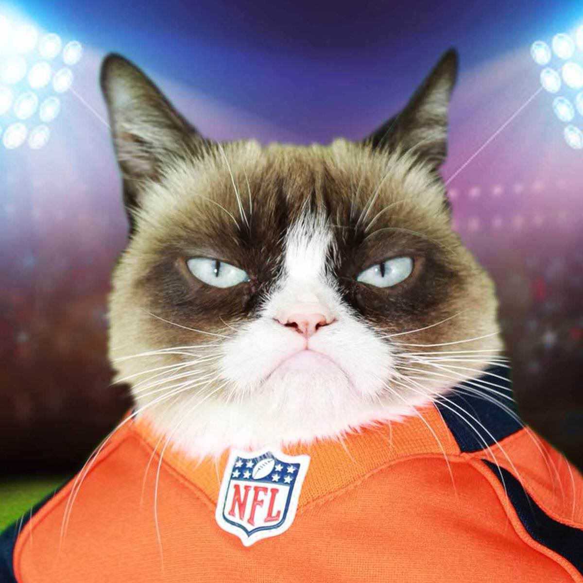 Grumpy Cat on the Super Bowl - This game is awful!