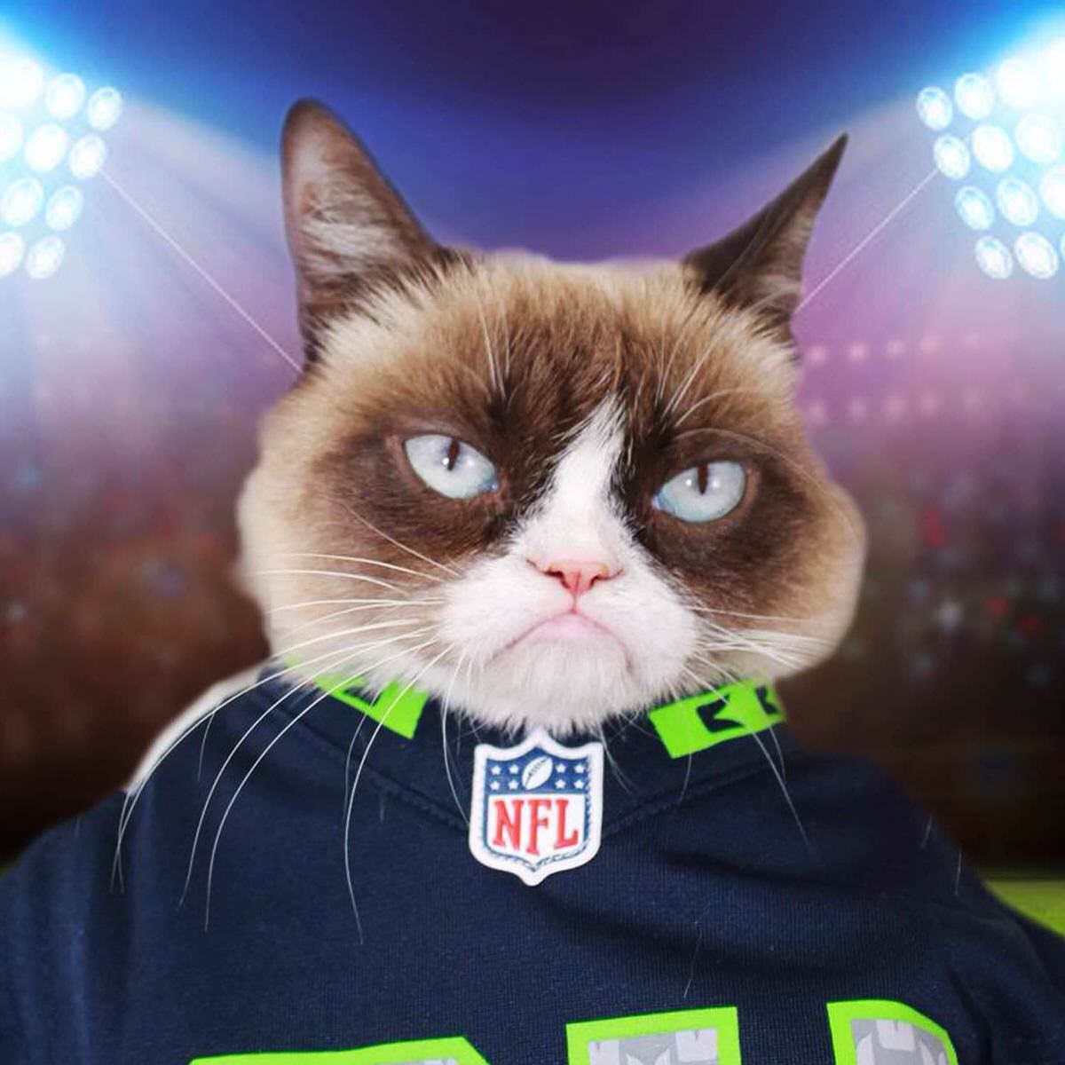 Grumpy Cat on the Super Bowl - This game is awful!