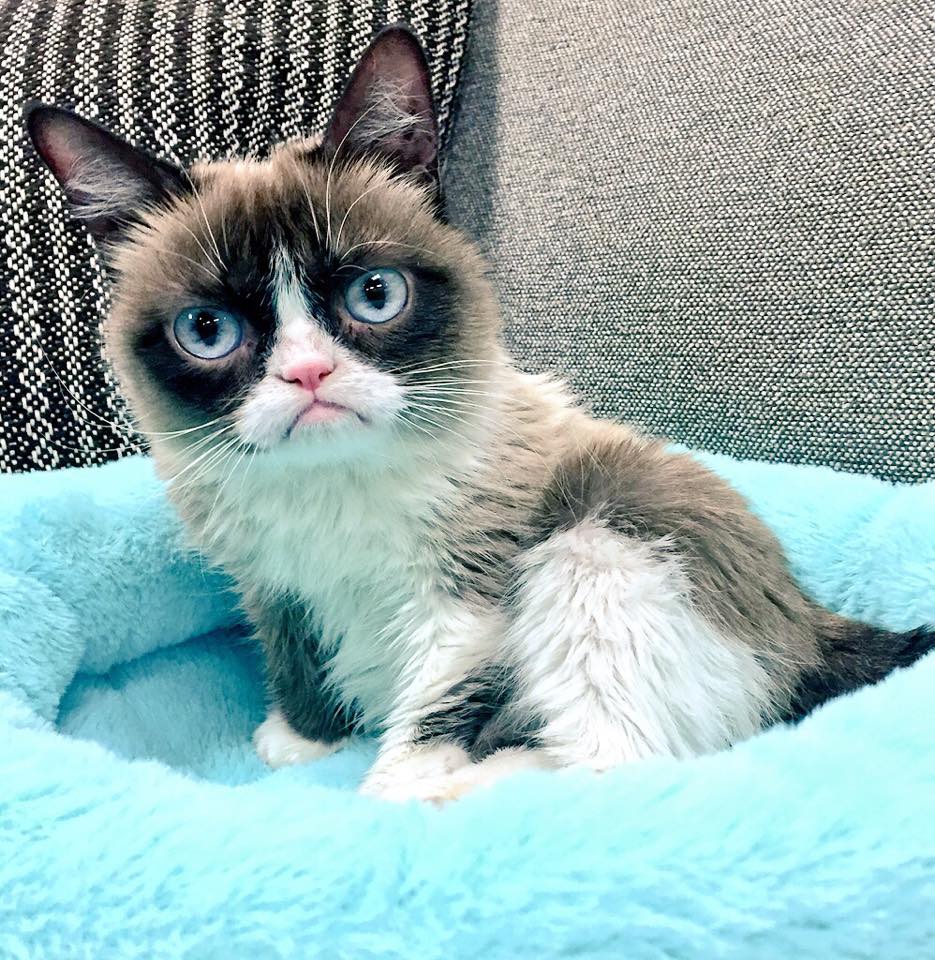 Grumpy Cat attends Nickelodeon's 28th Annual Kids' Choice Awards