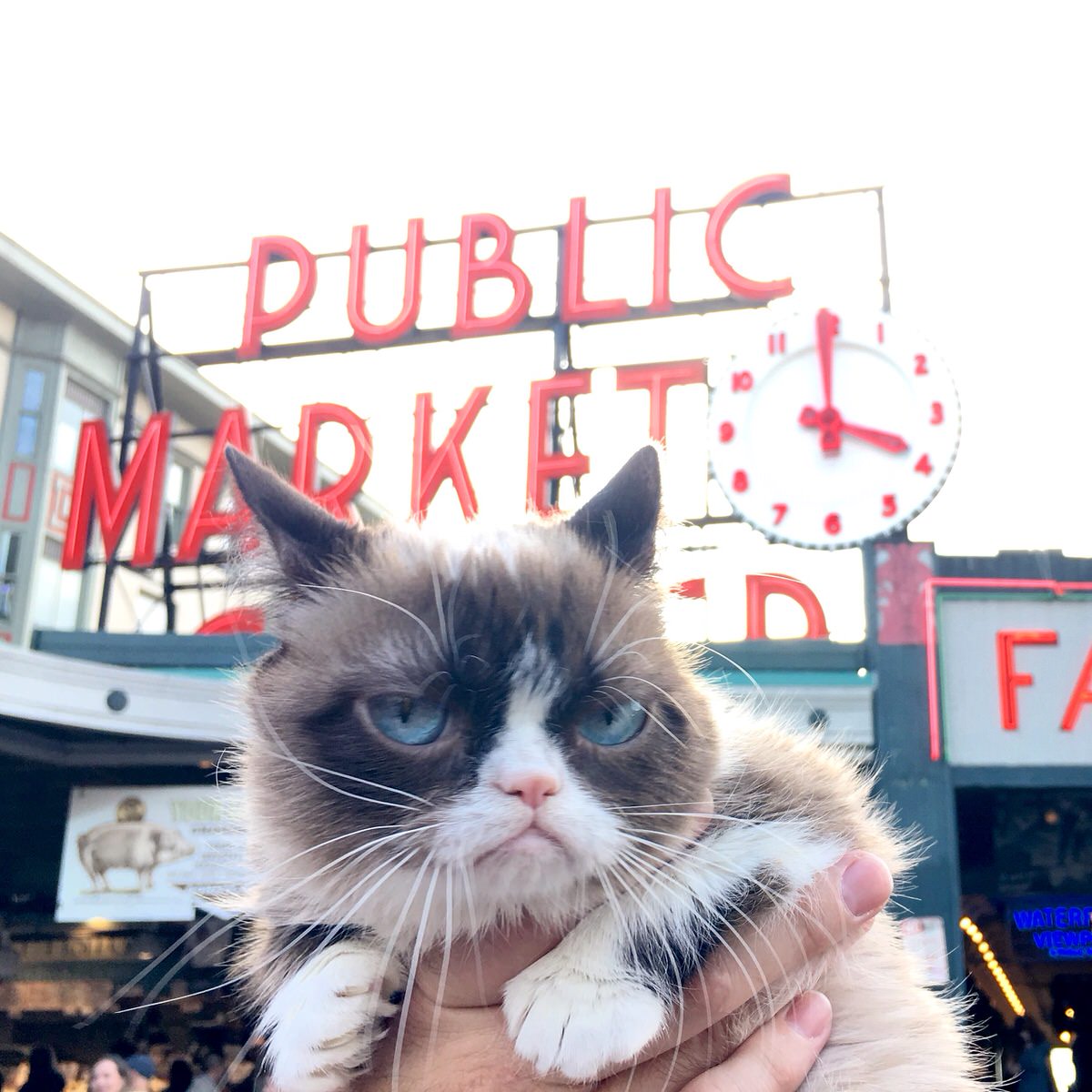 Grumpy Cat's Northwest Visit