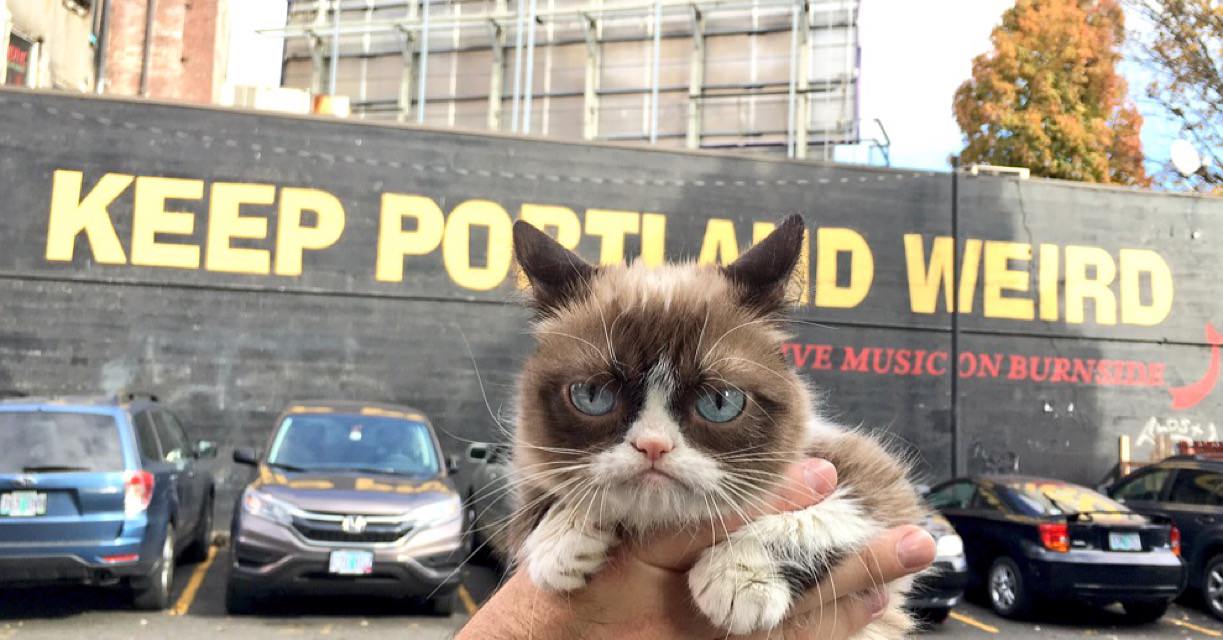 Grumpy Cat's Northwest Visit